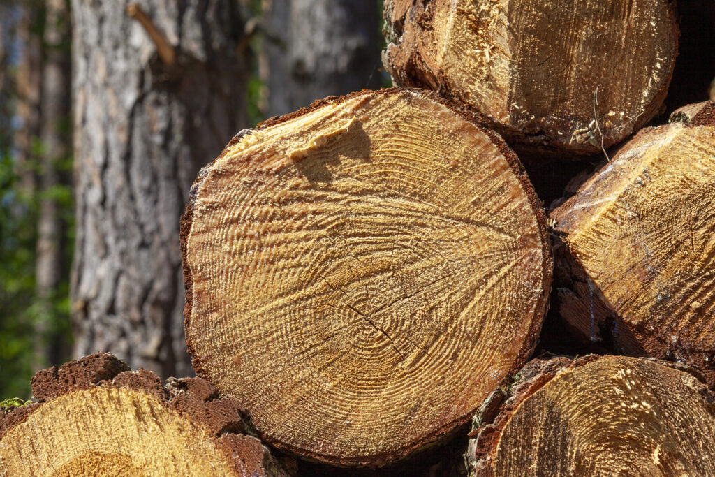 Wywiad z Managerem Składu Drzewnego w Kościanie o sytuacji ciepłowniczej i branży drzewnej w regionie