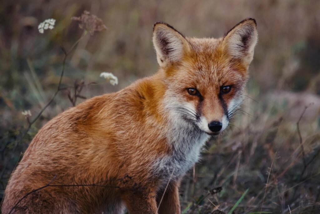 Zakaz hodowli zwierząt futerkowych – precedensowy wyrok sądu w sprawie hodowcy lisów z Kościana